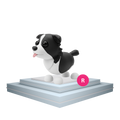 Border collie adopt me Ride border collie adopt me Velcra